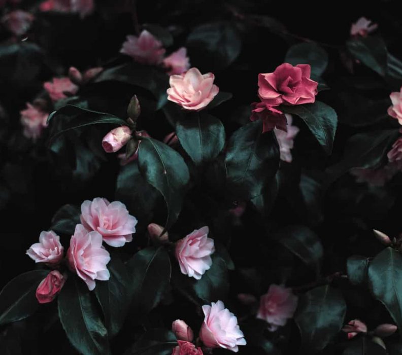 آب ژاول یا هیپوکلریت